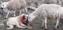 Kangal köpeği, koyun sürüsünü kurtlardan koruyamadı..