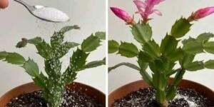 Sonbahar U’yanışı: Küçük bir sırla ev çiçeklerine yeniden hayat verin.” T’arifi