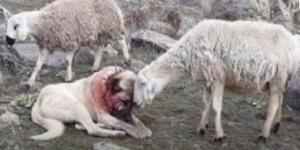 Kangal köpeği, koyun sürüsünü kurt sal d’ırısından koruyamadı..
