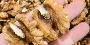 Doktorlar ceviz yemenin neden olduğunu açıkladı..