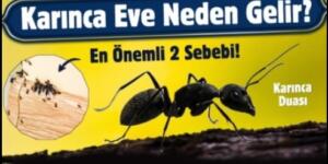 Eve Karınca Gelmesinin ALLLAHIN 7 İŞARETİ VAR Nedeni ! Gerçekten Ş’a’şırtıcı