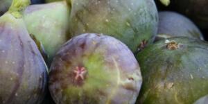 Doktorlar incir yemenin neden olduğunu açıkladılar…