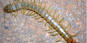 Eğer Evde kırkayak bulursanız iş’te anlamı.