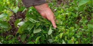 Kalp k’rizini önler, kemikleri güçlendirir.