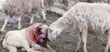 Kangal köpeği, koyun sürüsünü kurt s’al dırısından koruyamadı..