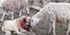Kangal köpeği, koyun sürüsünü kurt s’al dırısından koruyamadı..